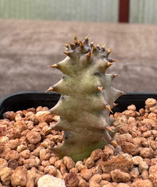 EDITHCOLEA GRANDIS Wamba Road stādiņš